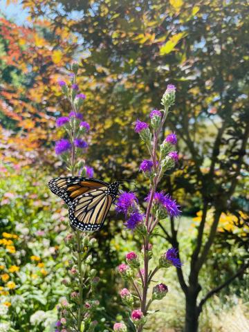 Butterfly on a flower