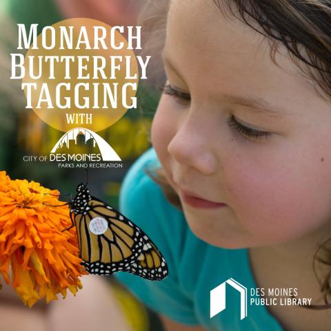 Monarch Butterfly Tagging