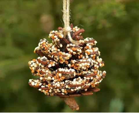 A pine cone hanging from twine covered with birdseed.