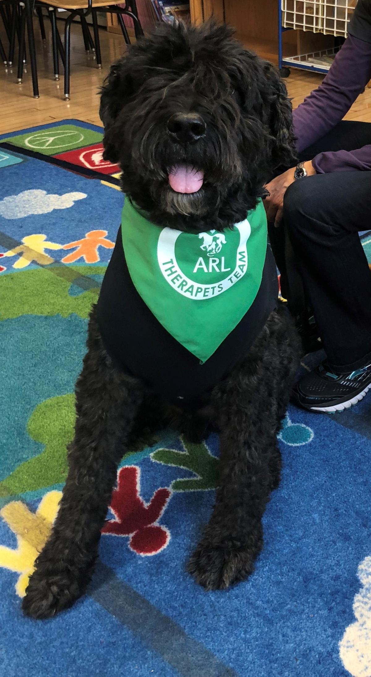 Large black dog wearing a therapy dog bandanna