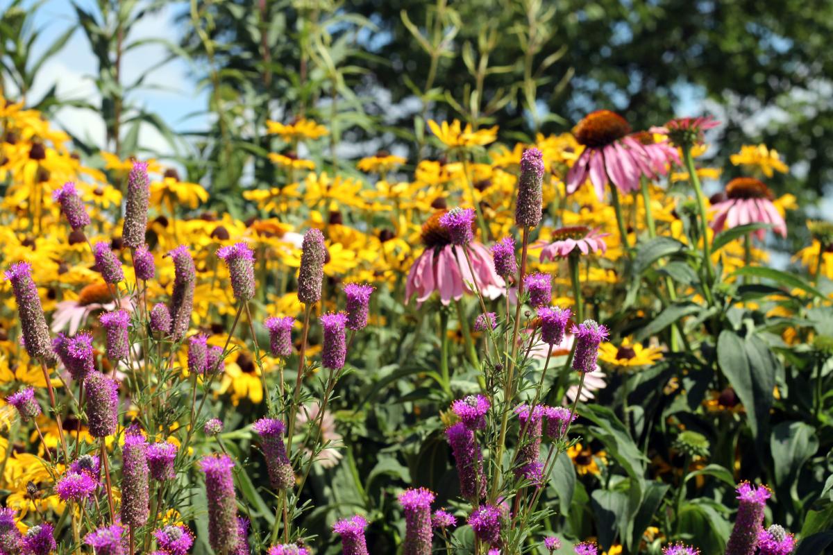 Field of flowers 